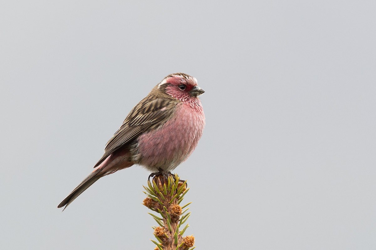 Chinese White-browed Rosefinch - ML645009761