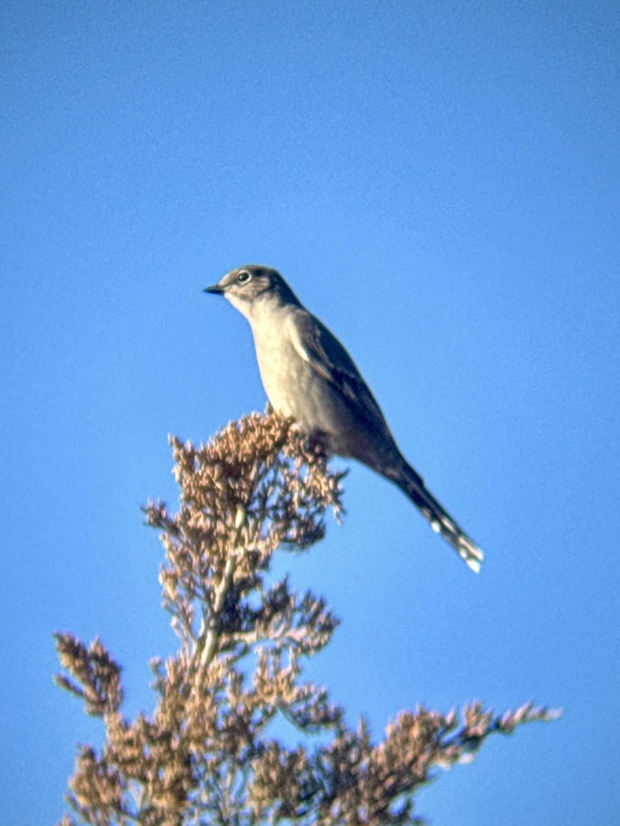 Townsend's Solitaire - ML645009765