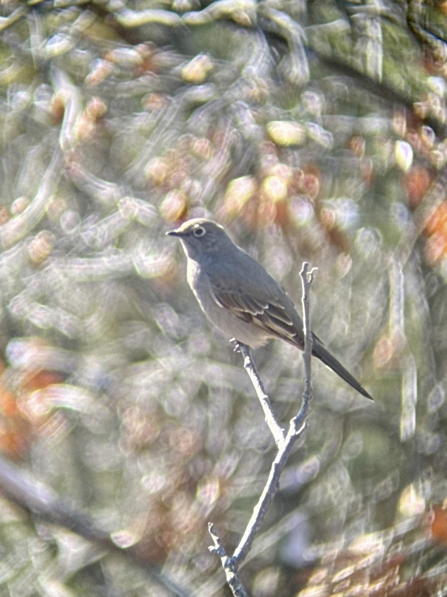 Townsend's Solitaire - ML645009766