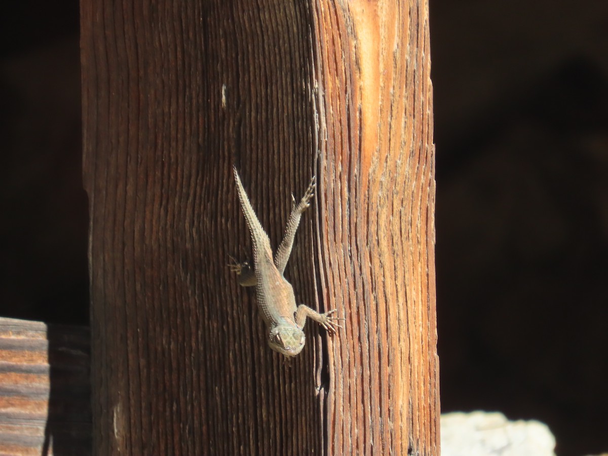 Animals - ML645009780