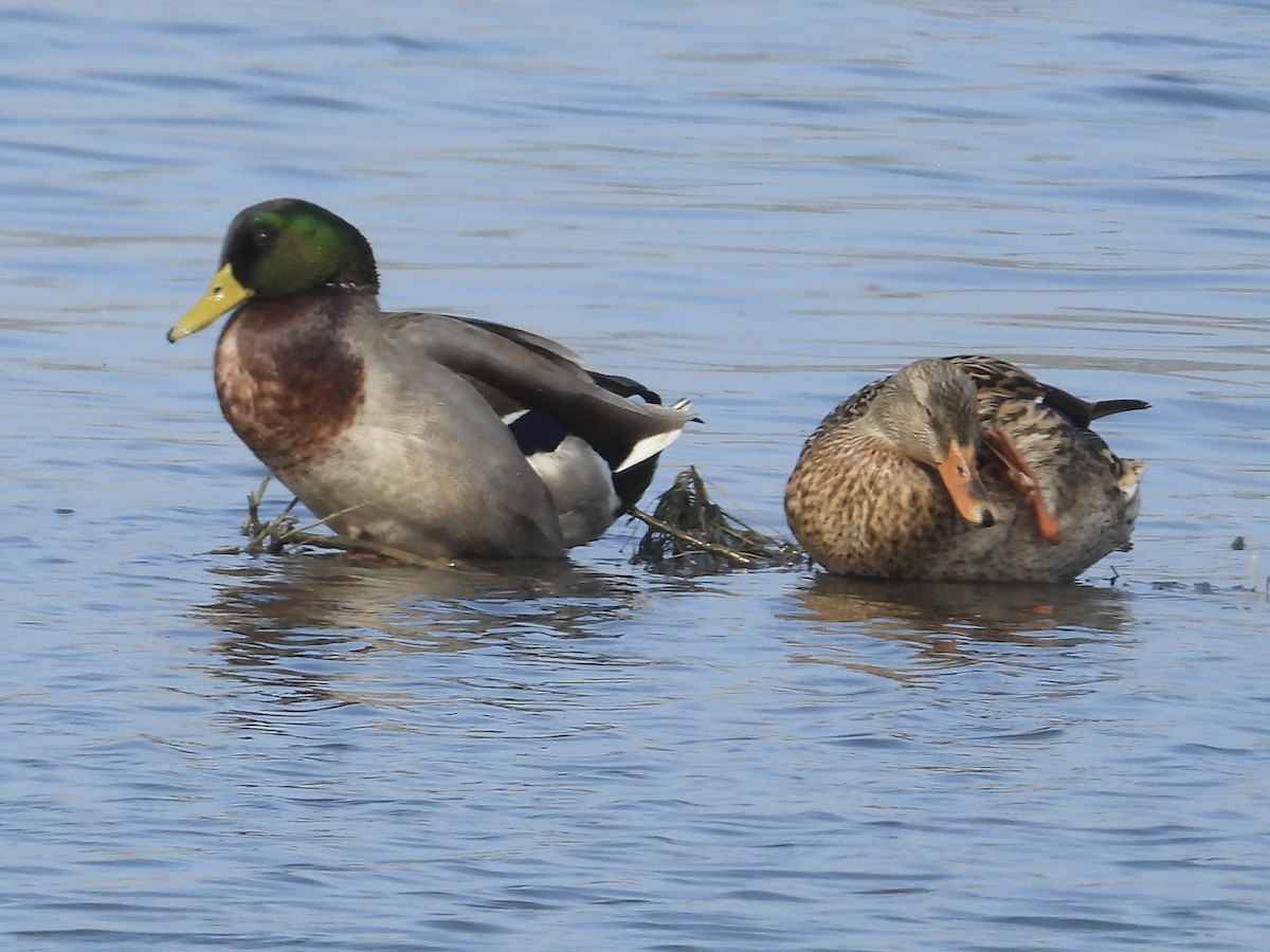 Mallard - ML645009790