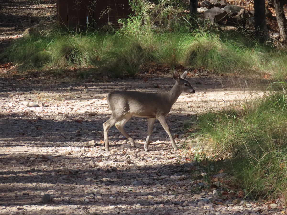 Animals - ML645009794