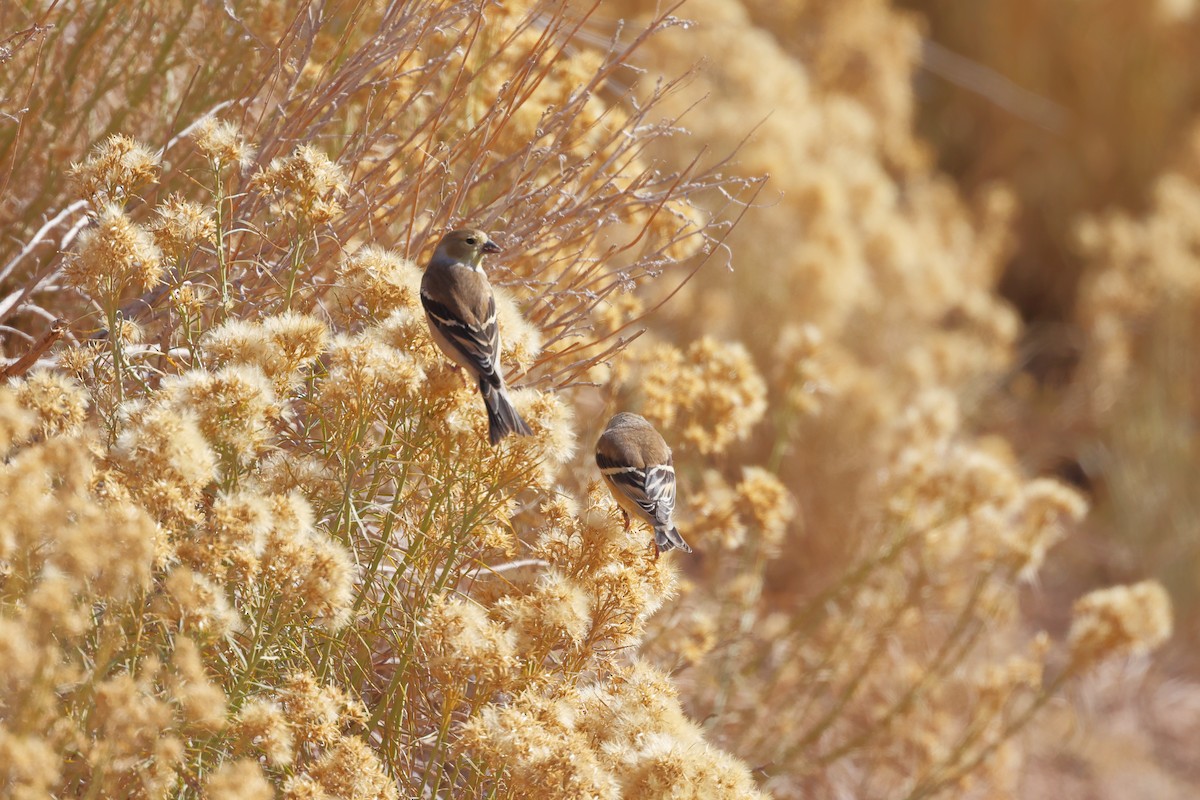 American Goldfinch - ML645009795