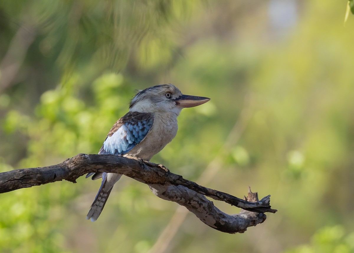 Blue-winged Kookaburra - ML645009798