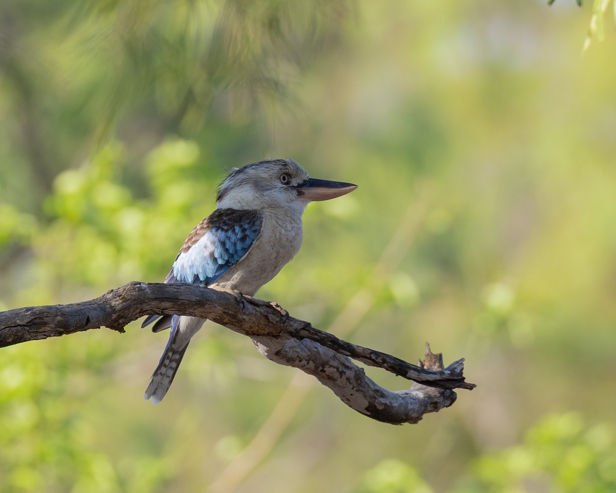 Blue-winged Kookaburra - ML645009799