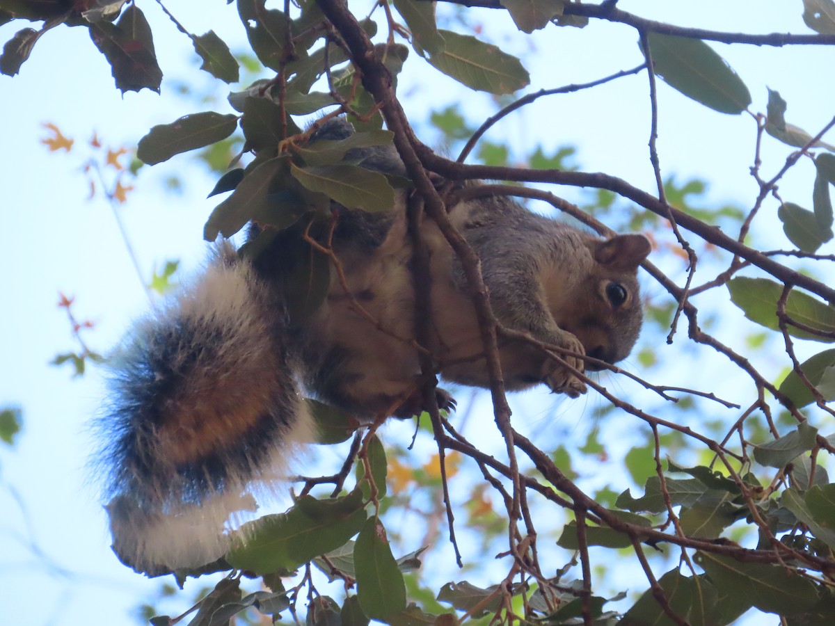 Animals - ML645009803