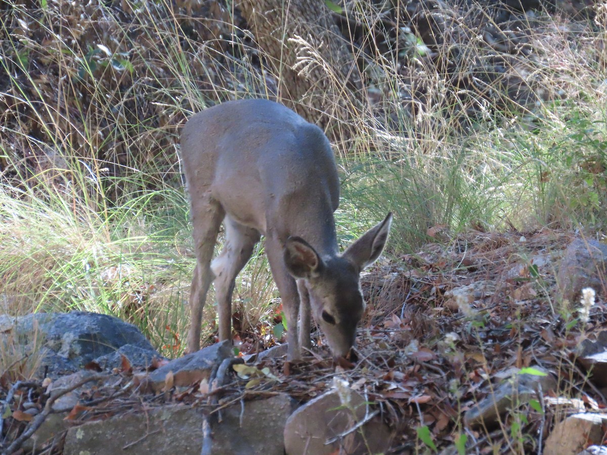 Animals - ML645009804