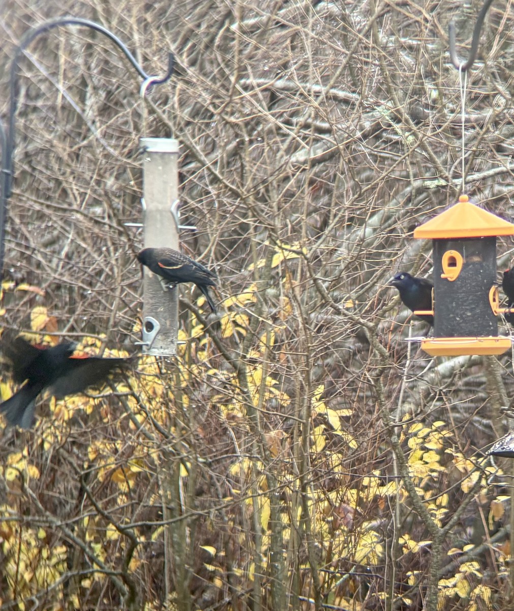 Purpurgrackel - ML645009806