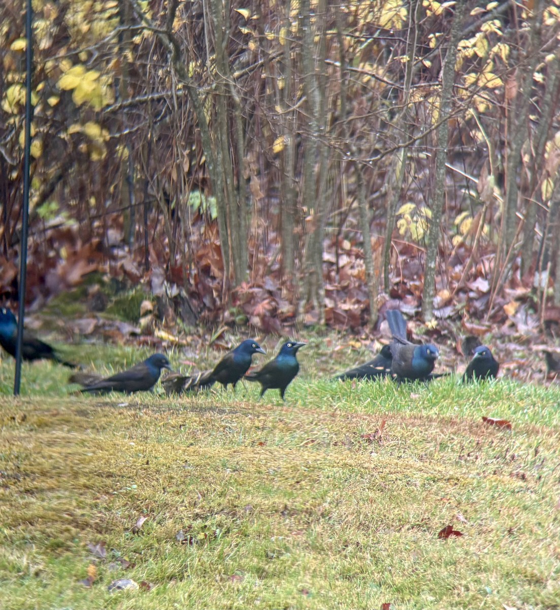 Purpurgrackel - ML645009807