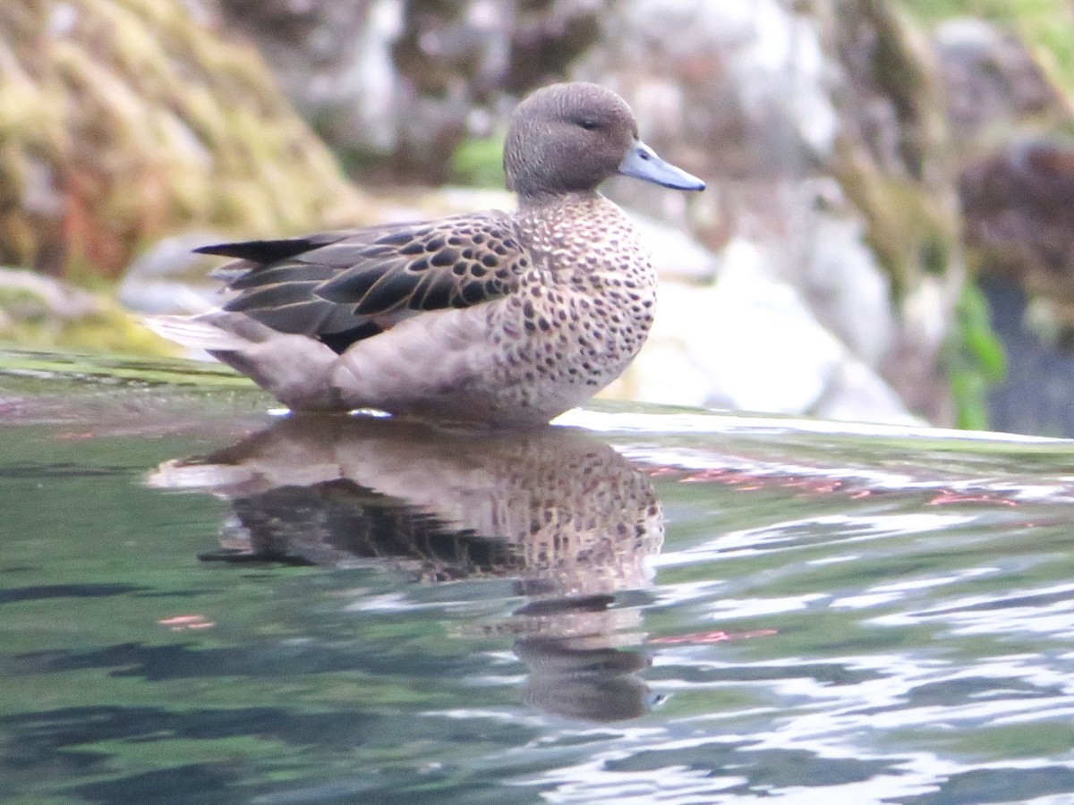 Sarcelle des Andes - ML645009810