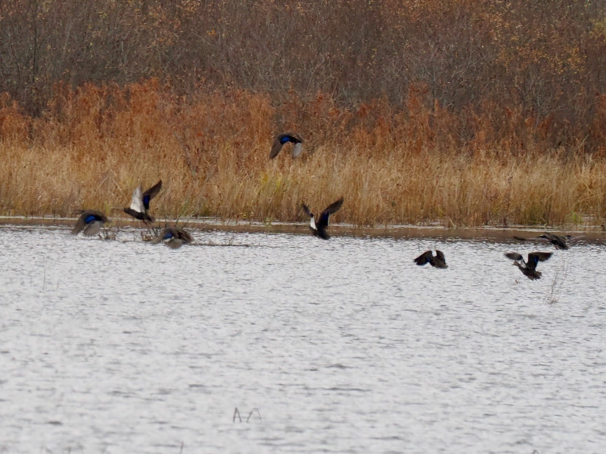 Ahate iluna - ML645009813