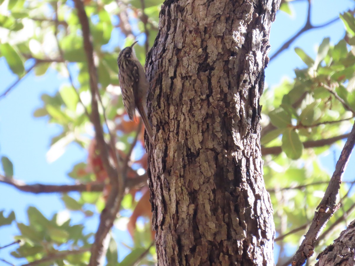 Brown Creeper - ML645009815