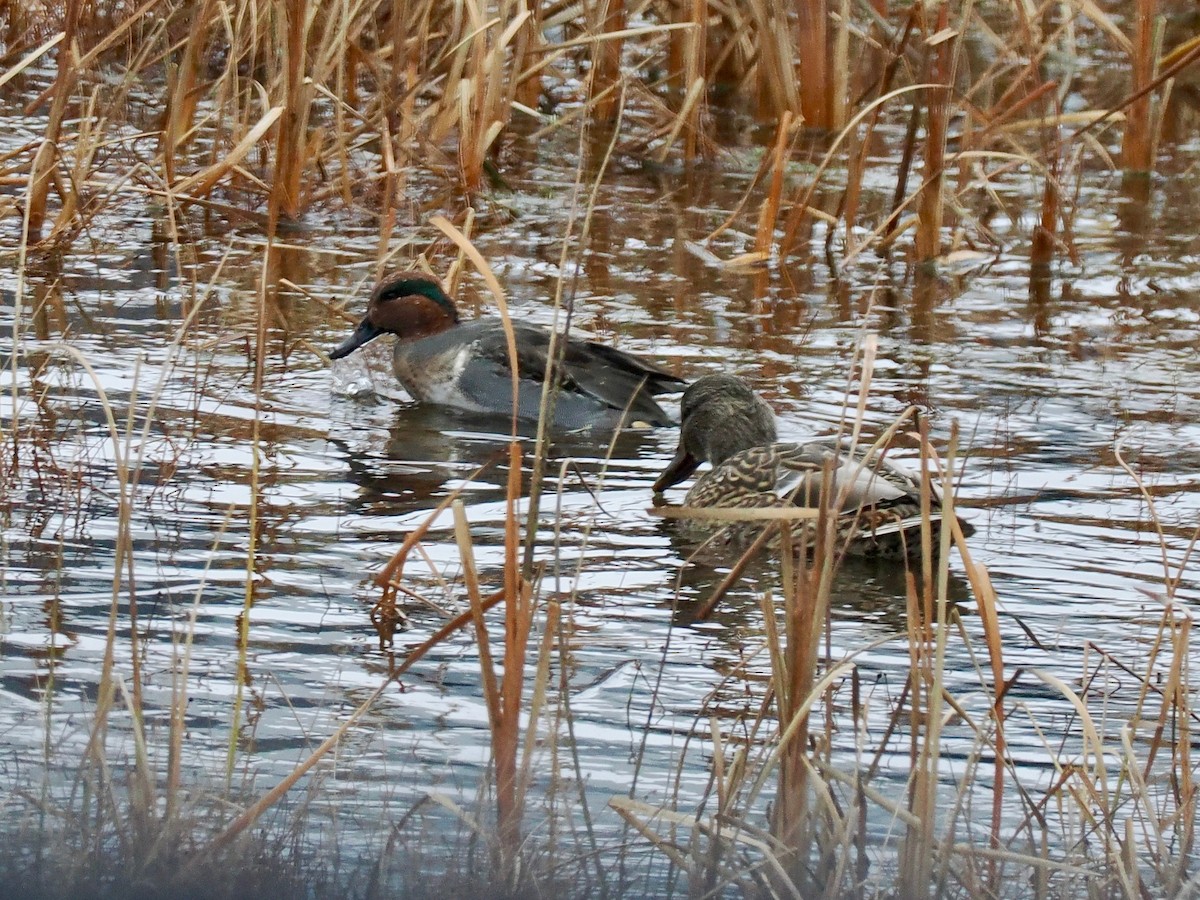 小水鴨 - ML645009823