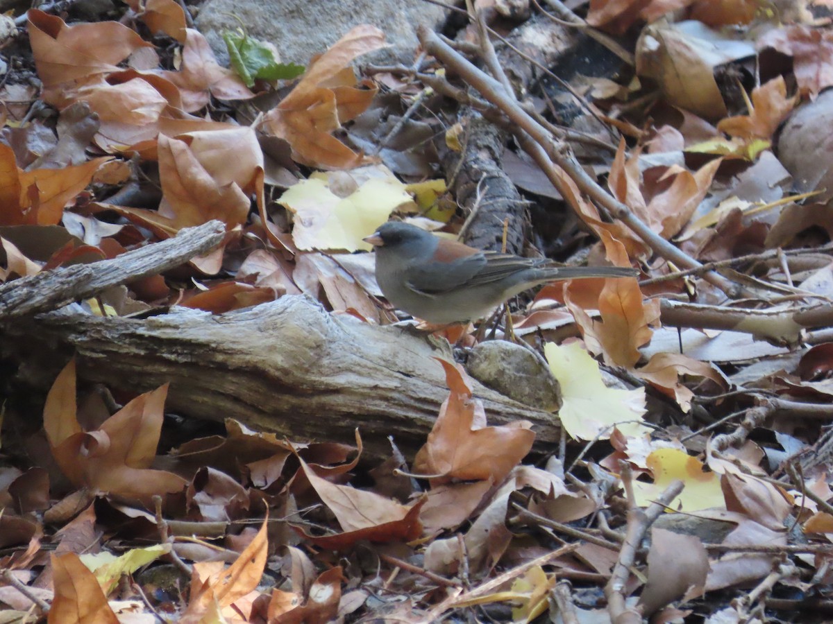 Dark-eyed Junco - ML645009826