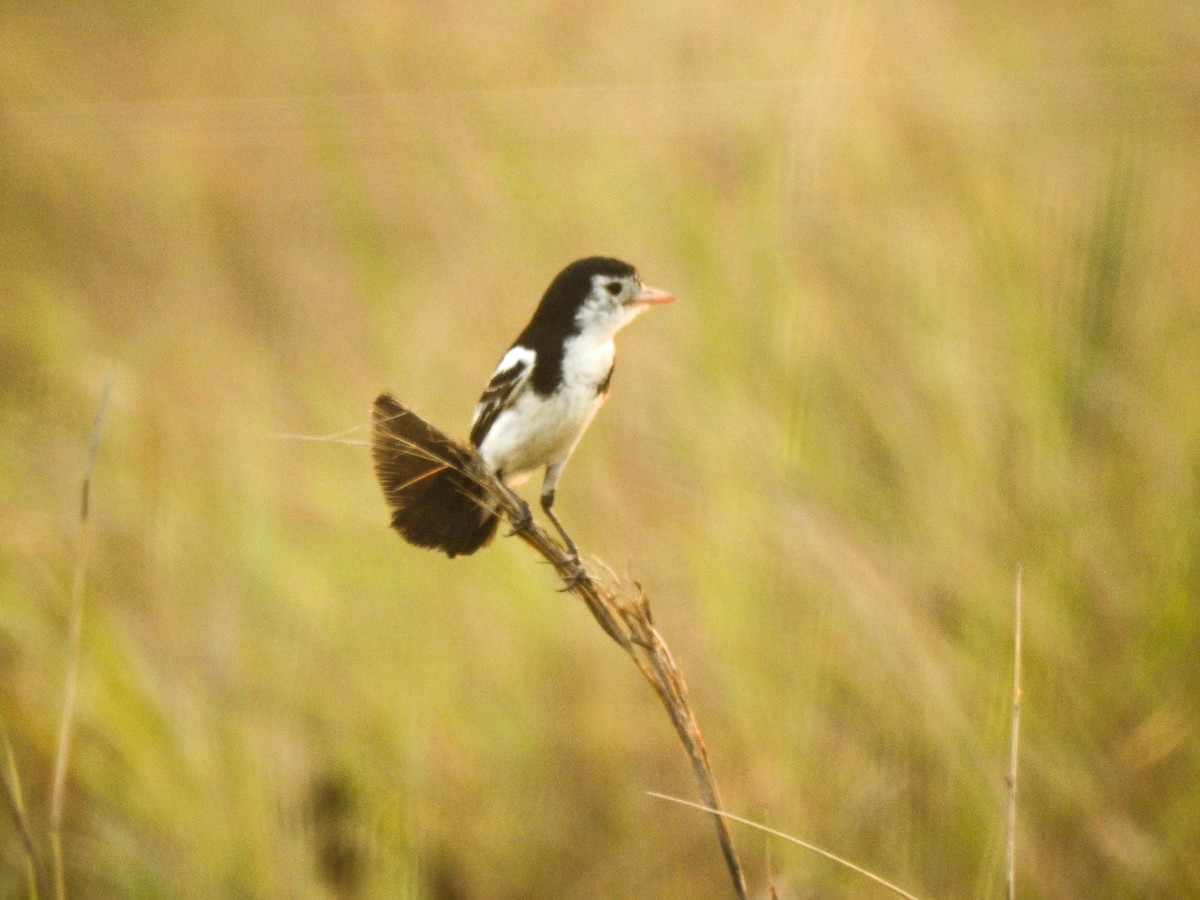 Cock-tailed Tyrant - ML645009840