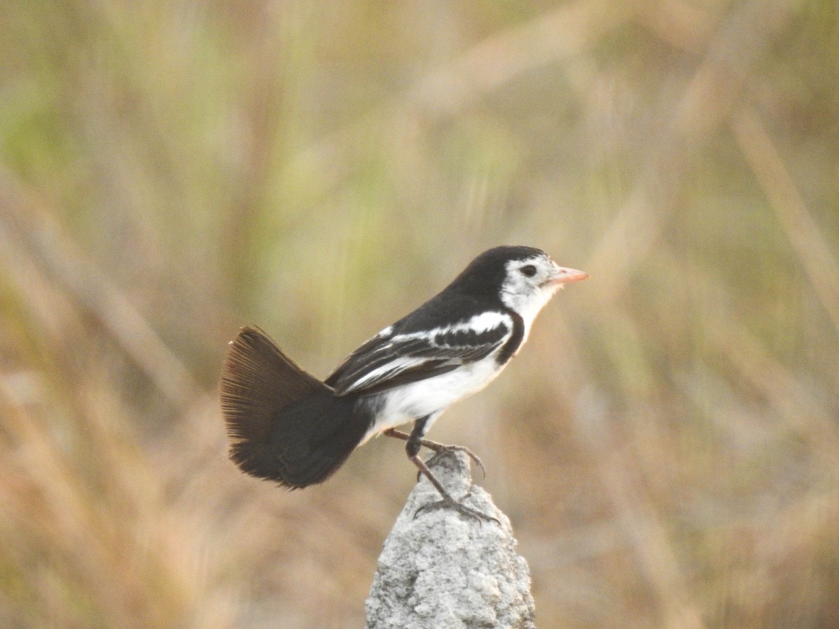 Cock-tailed Tyrant - ML645009841