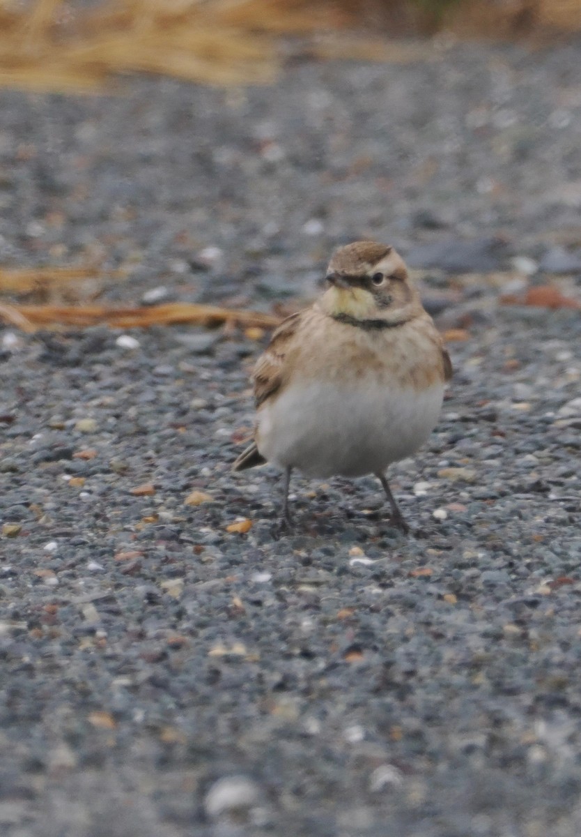 Horned Lark - ML645009844