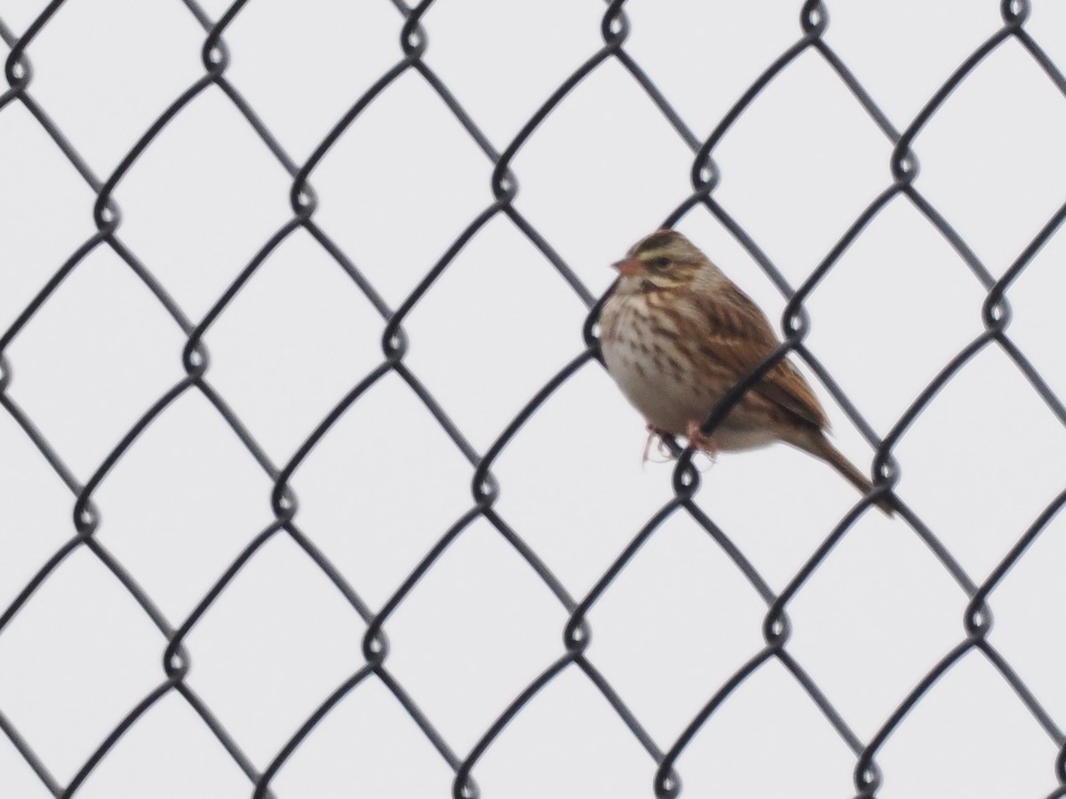 稀樹草鵐 - ML645009854