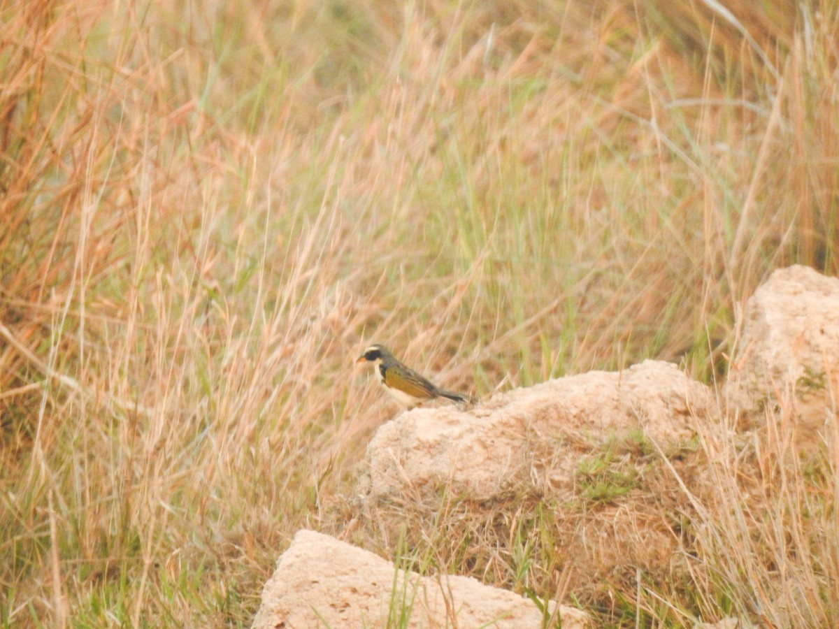 Black-masked Finch - ML645009855