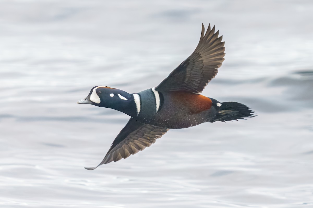 Ahate arlekina - ML645009860