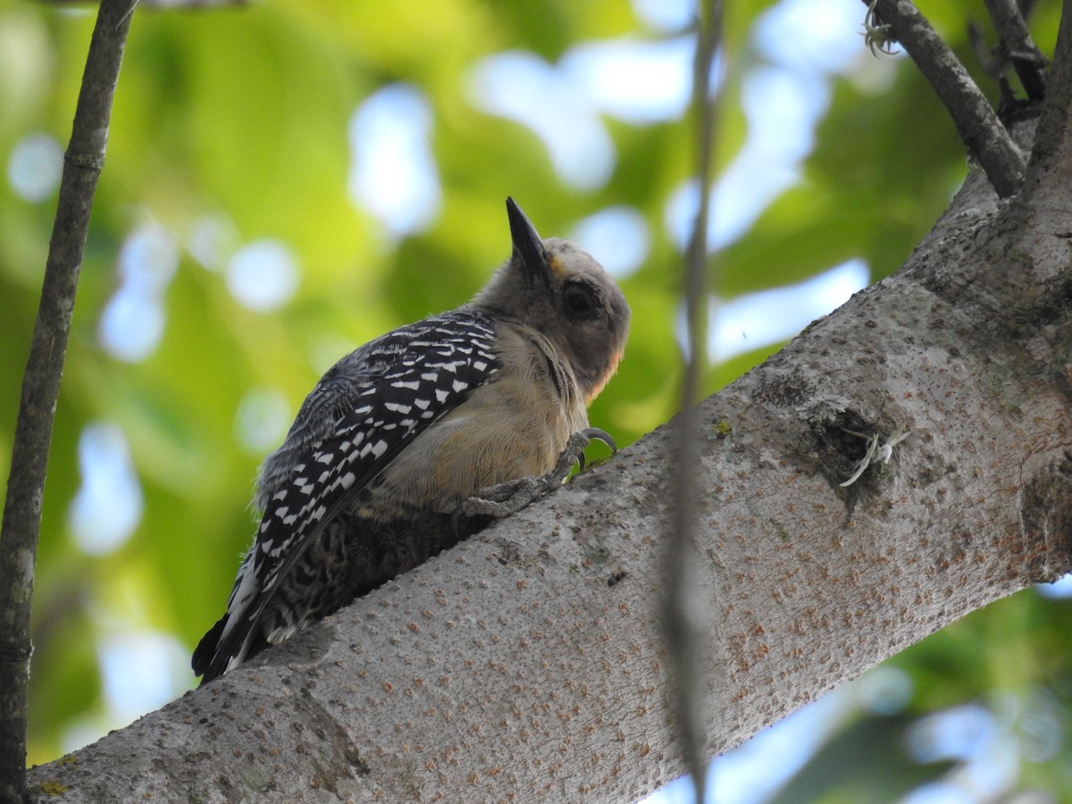 Red-crowned Woodpecker - ML645009861