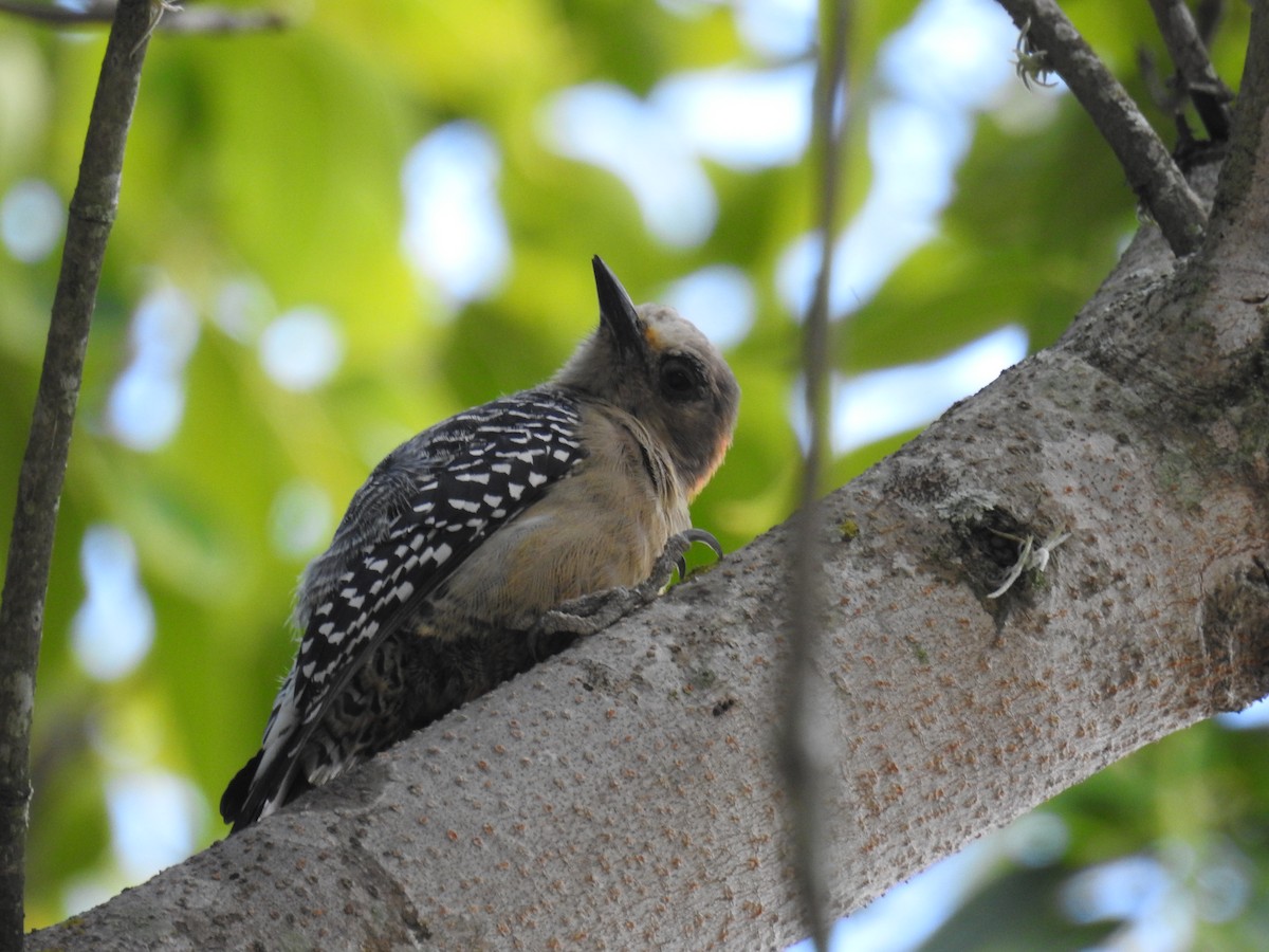 Red-crowned Woodpecker - ML645009862