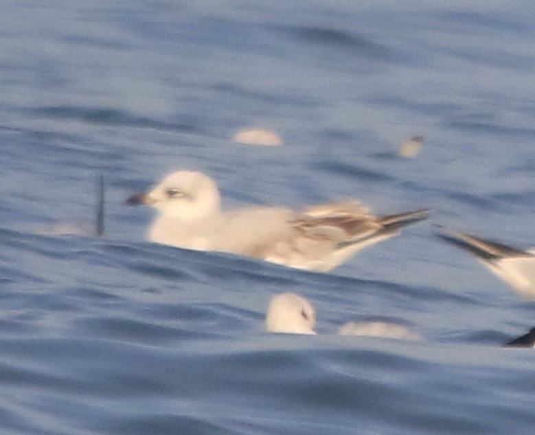 ニシズグロカモメ - ML645009869