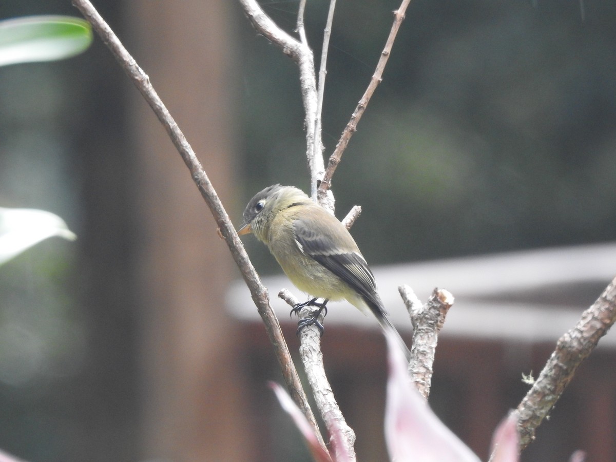 Black-capped Flycatcher - ML645009898