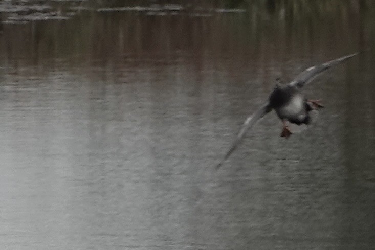 Чирок-свистунок - ML645009911