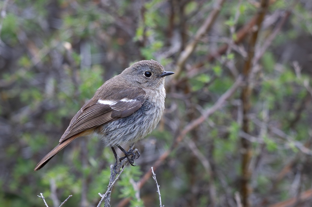 Ak Boğazlı Kızılkuyruk - ML645009952