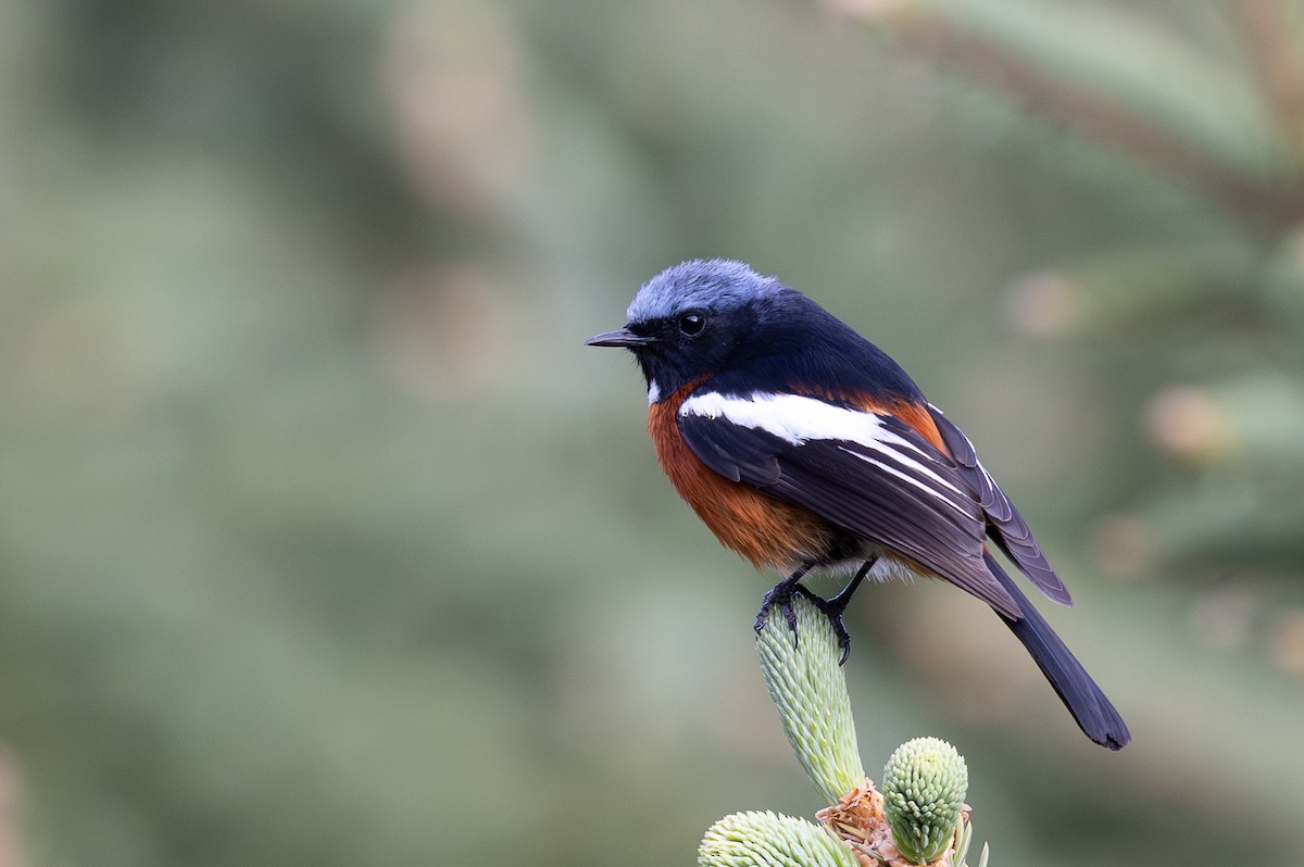 Ak Boğazlı Kızılkuyruk - ML645009953