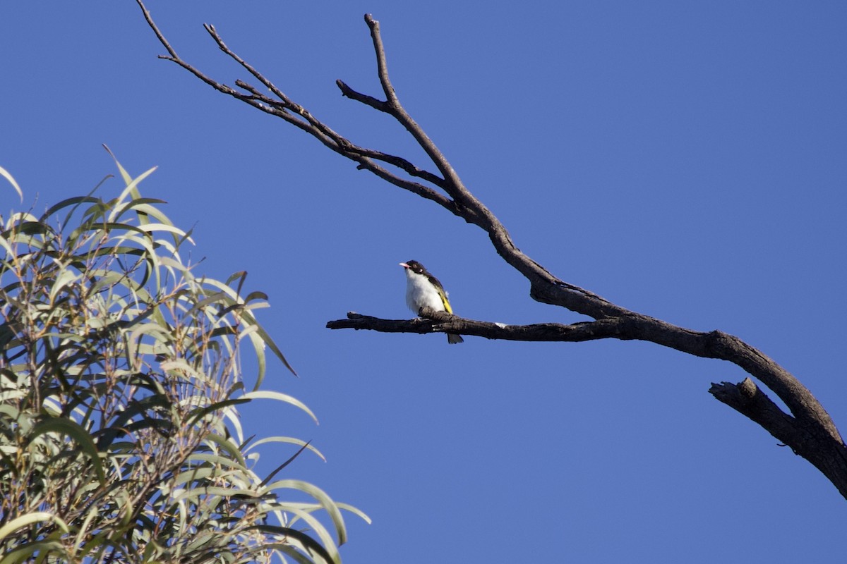 Painted Honeyeater - ML645009954