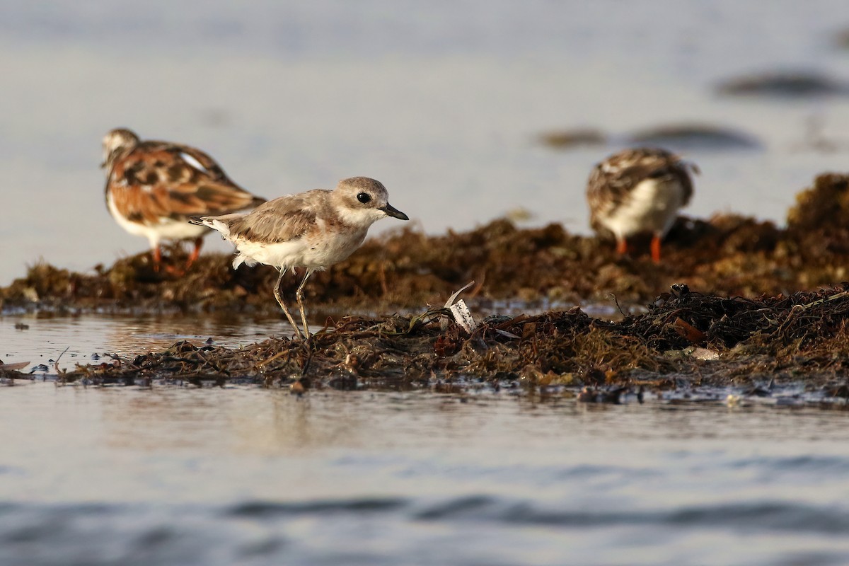 Tibetan Sand-Plover - ML645009973