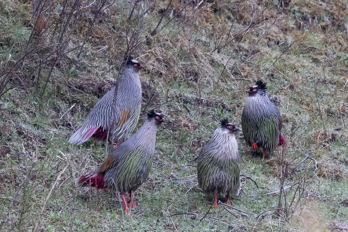 Blood Pheasant - ML645009980