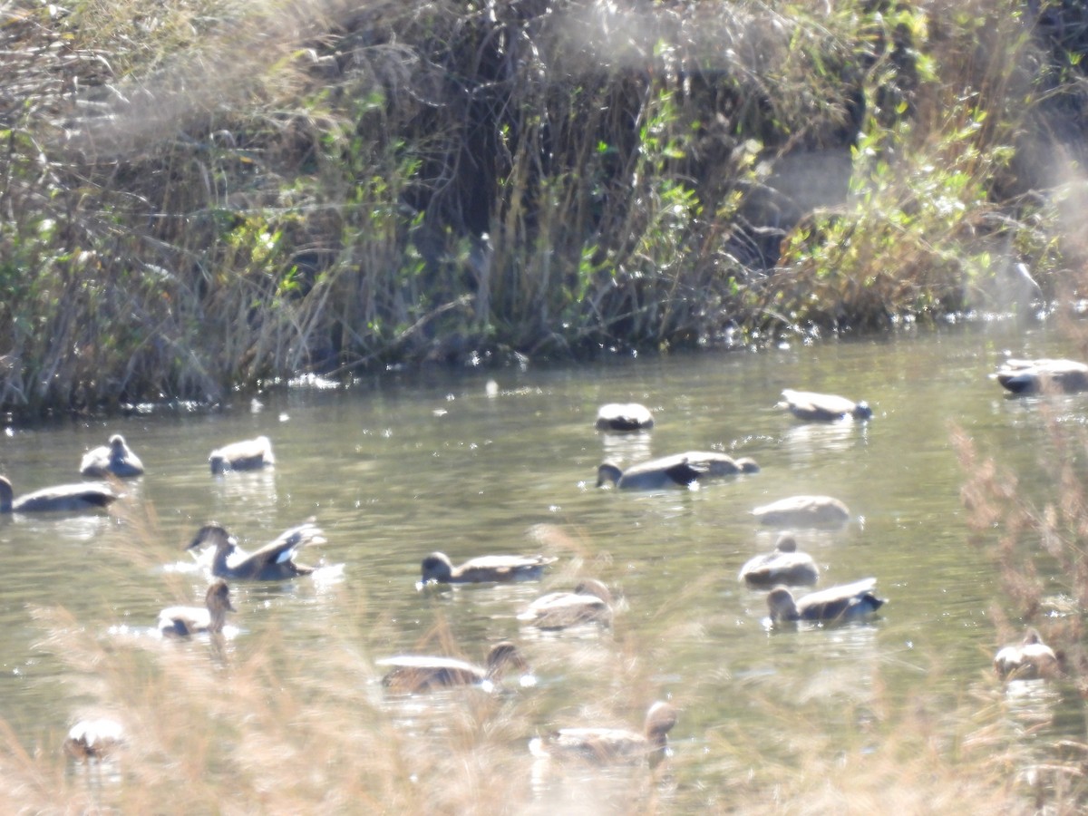 kopřivka obecná - ML645009992