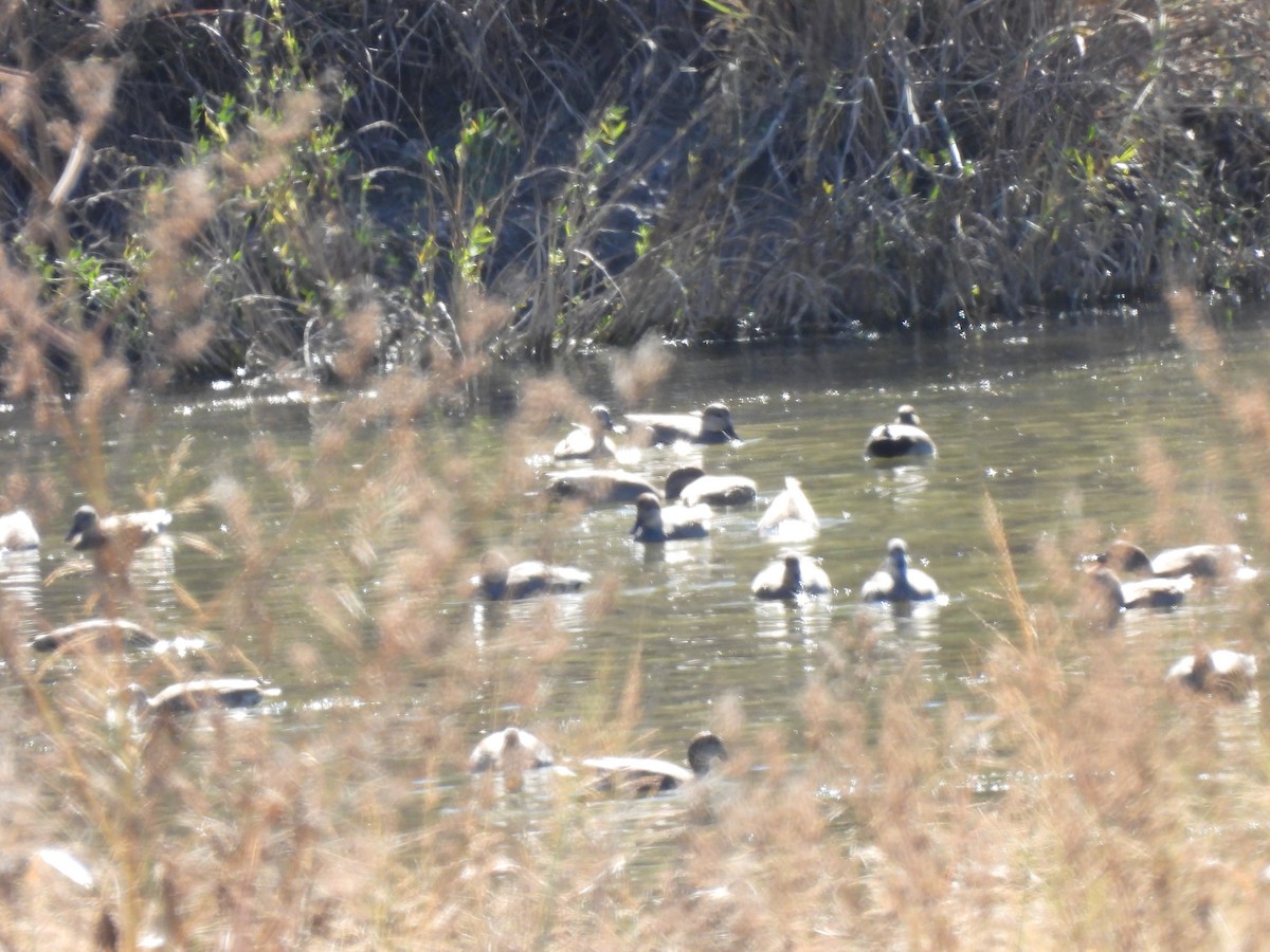 kopřivka obecná - ML645009993