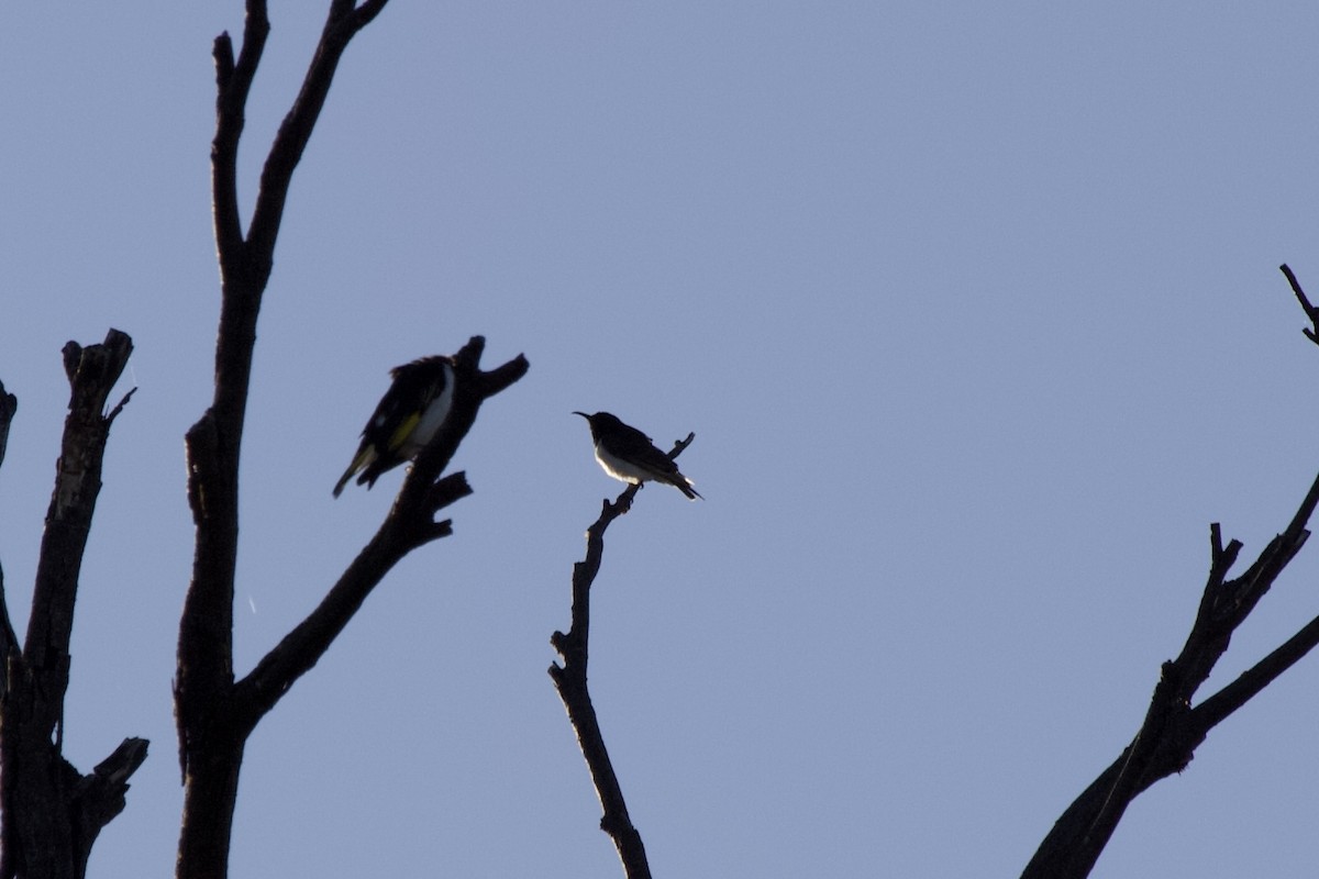 Black Honeyeater - ML645009994