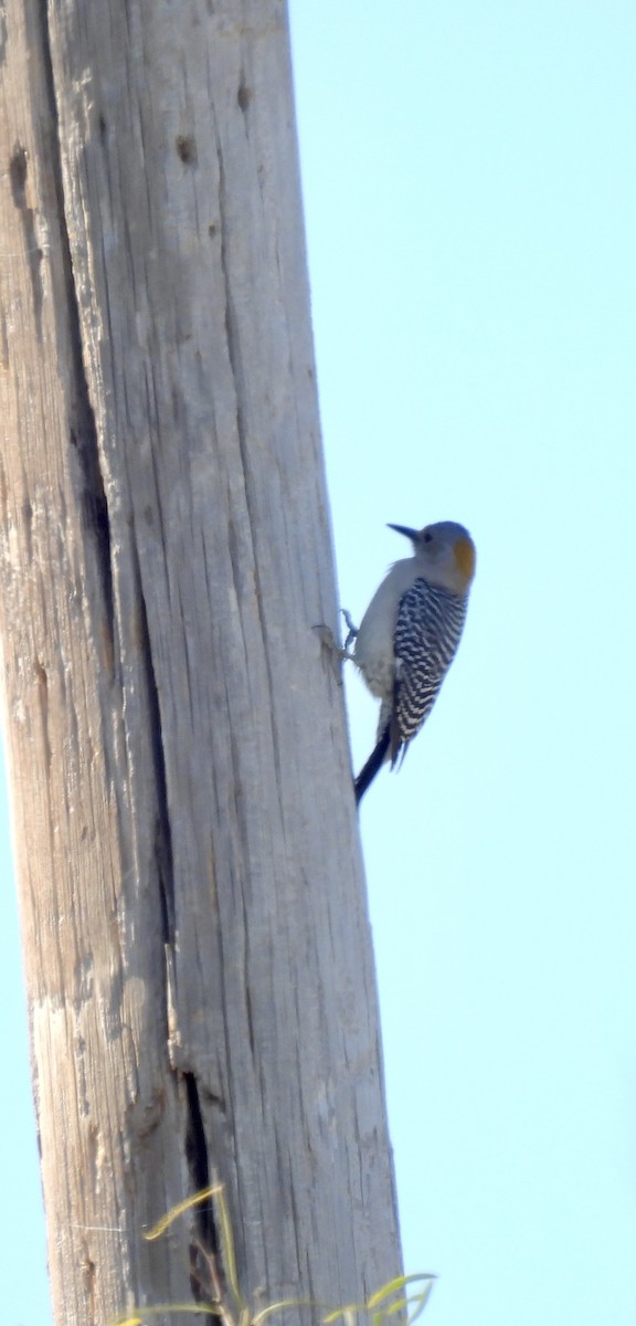 datel zlatočelý - ML645010007