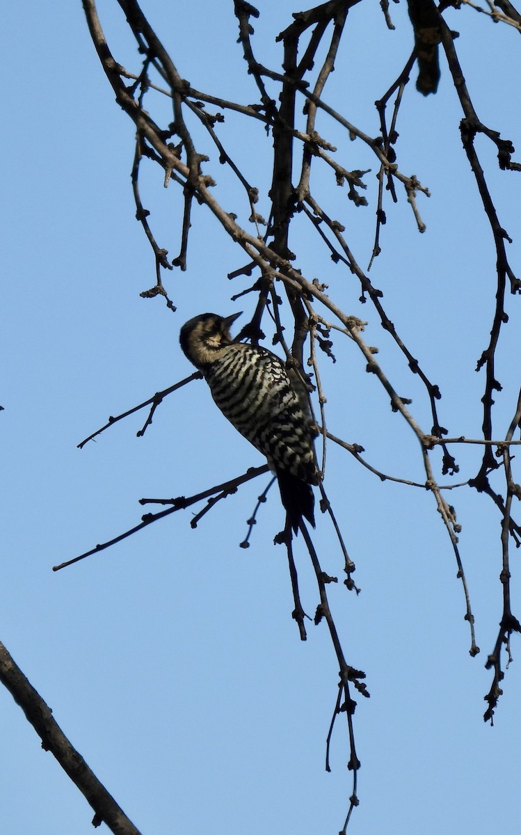 strakapoud proužkohřbetý - ML645010021