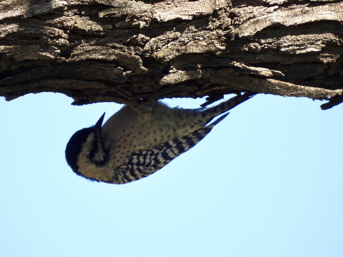 strakapoud proužkohřbetý - ML645010023