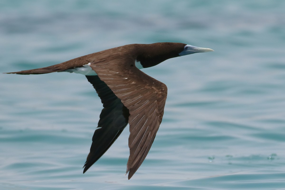 Brown Booby - ML645010028