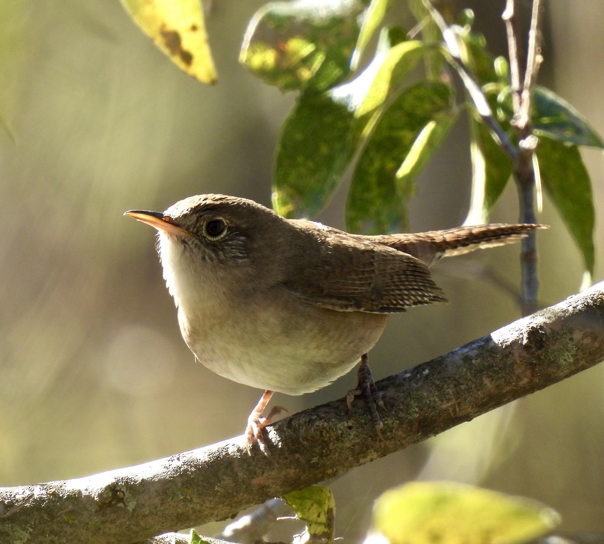 střízlík zahradní - ML645010041