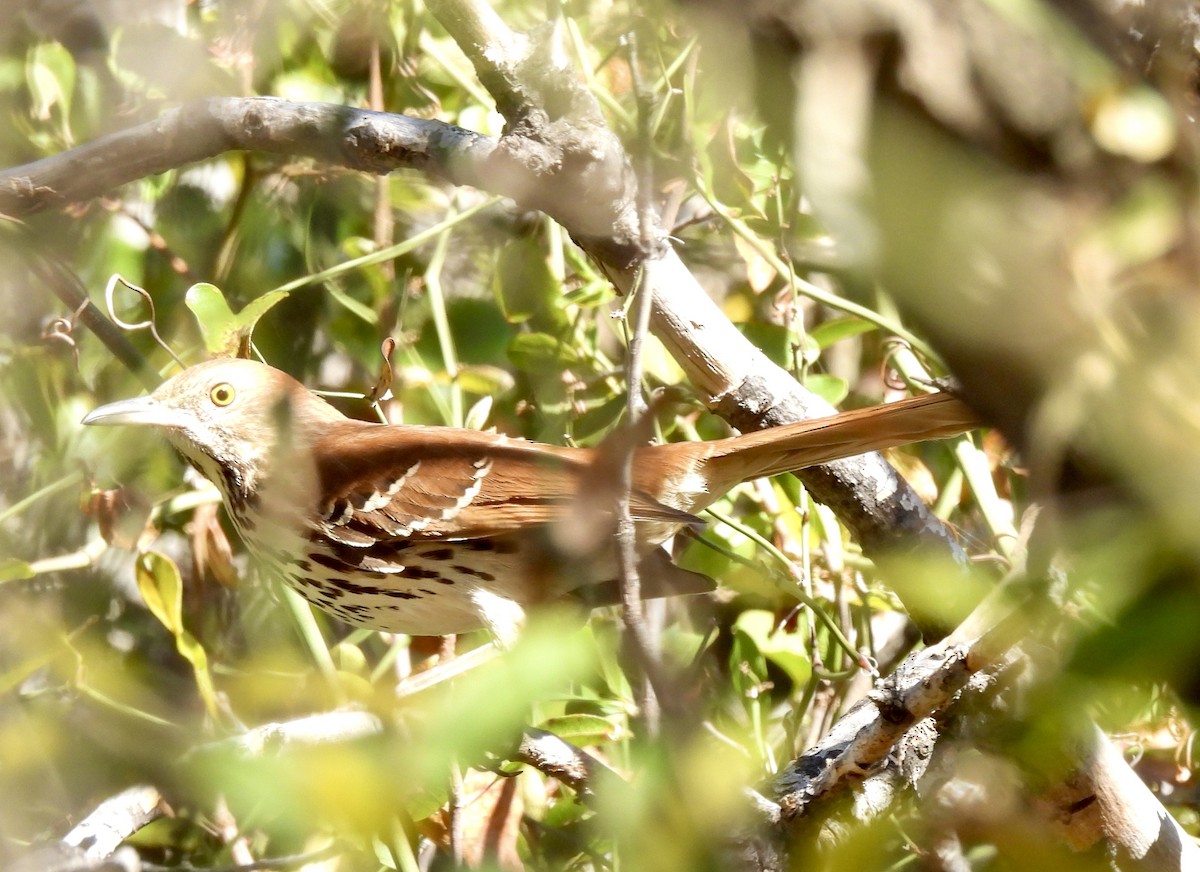 Brown Thrasher - ML645010047