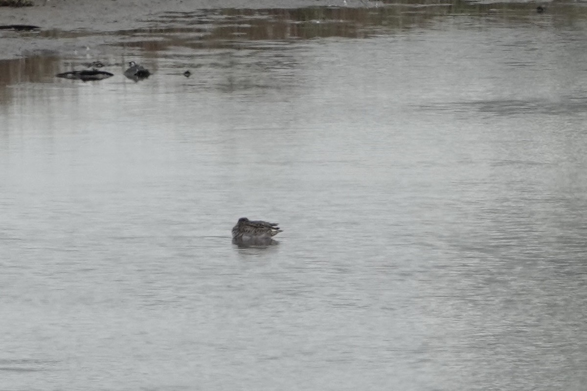 Чирок-свистунок - ML645010053