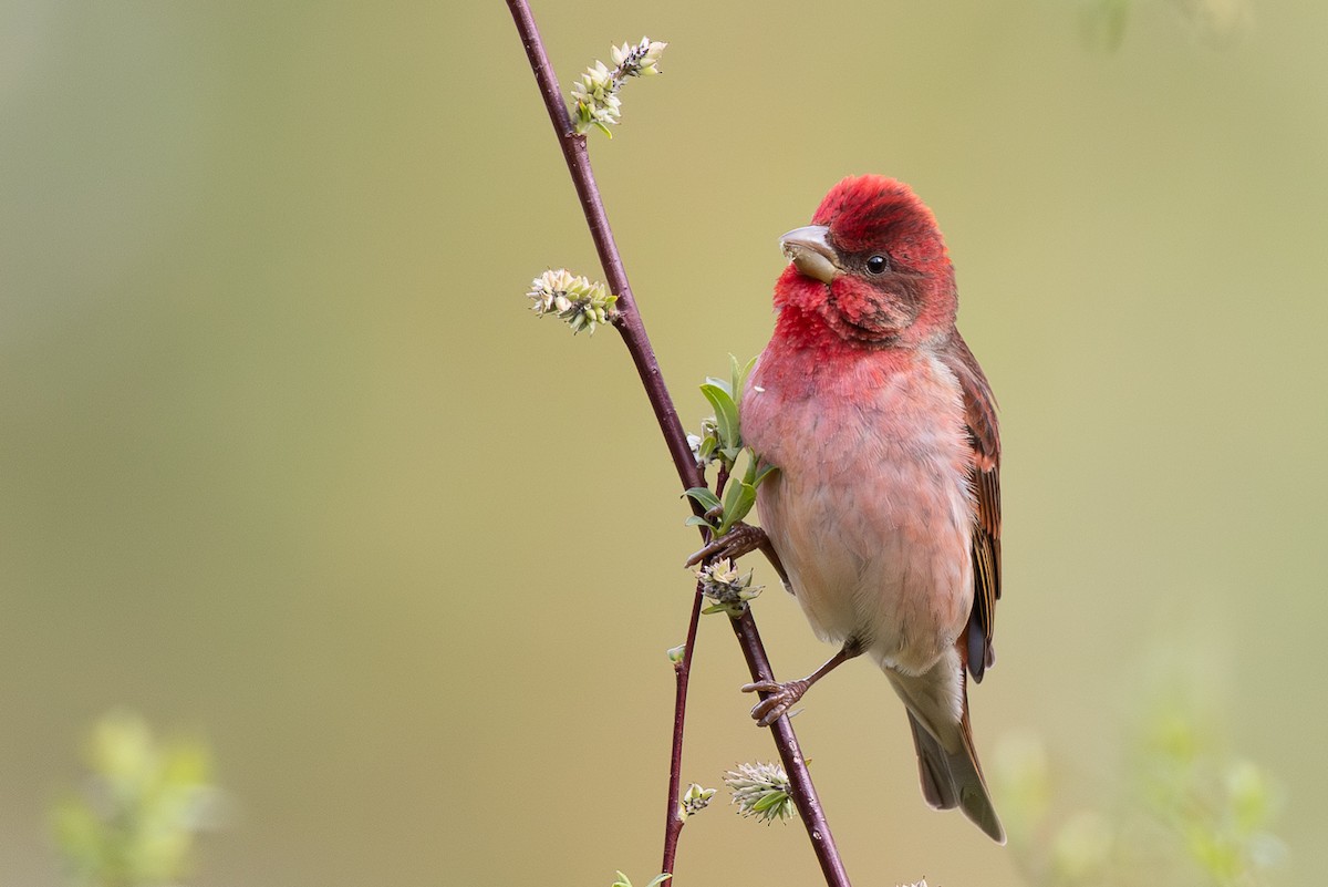 Common Rosefinch - ML645010061