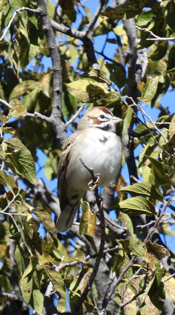 strnádka travní - ML645010070