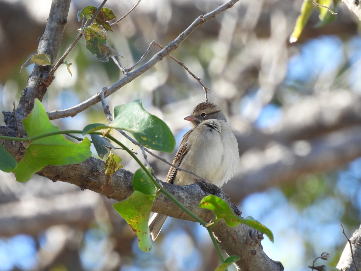 strnádka vrabcovitá - ML645010076