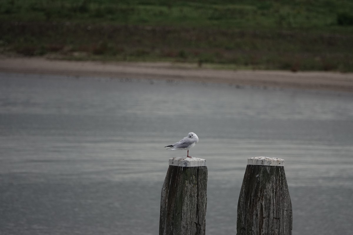 Озёрная чайка - ML645010089