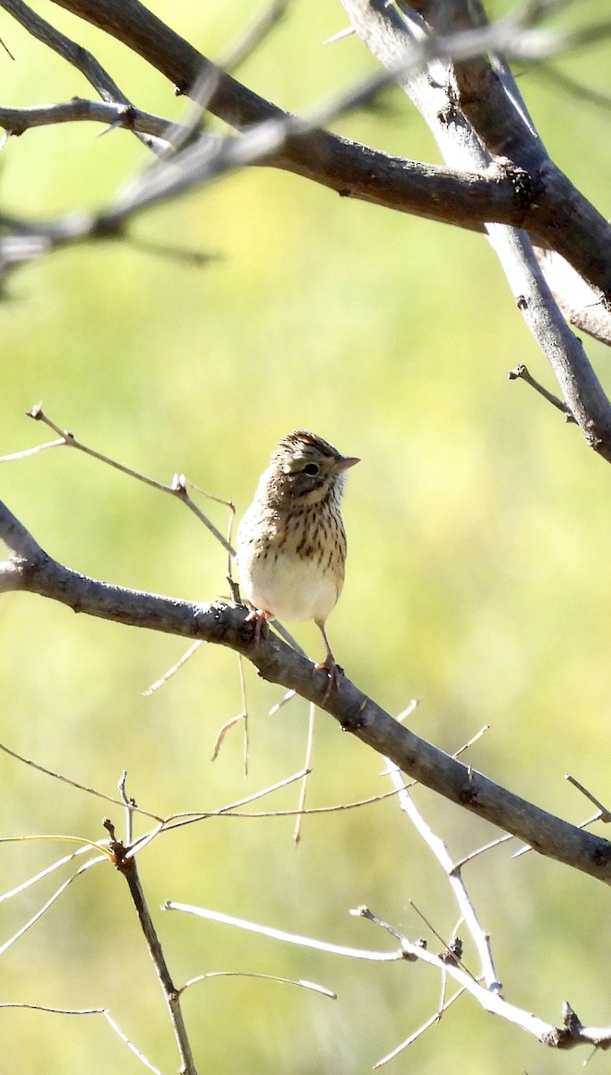 strnadec pruhohlavý - ML645010107