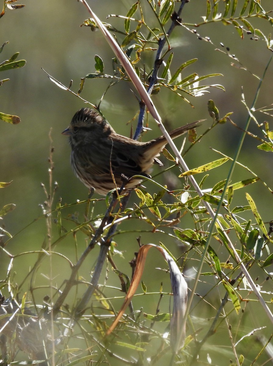strnadec pruhohlavý - ML645010108